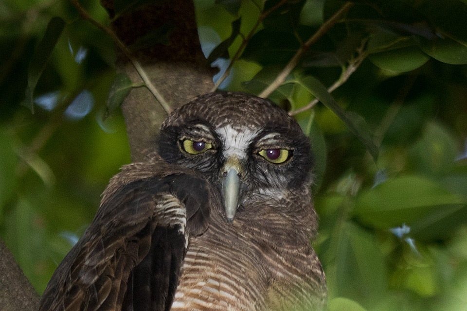 Rufous Owl (Ninox rufa)